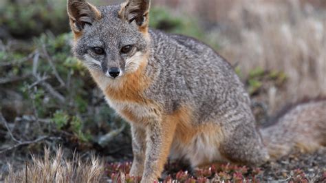 Foxes That Endure Despite A Lack Of Genetic Diversity The New York Times