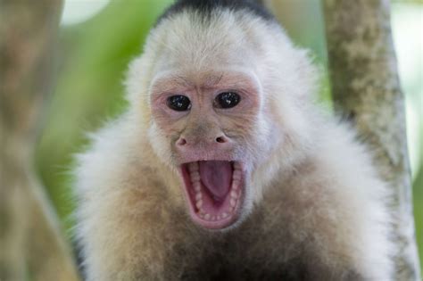 Panama Monkeys Have Begun Using Rocks As Tools Fortune