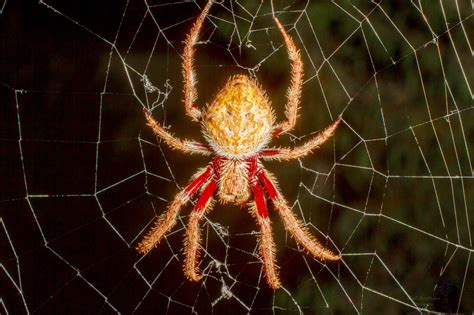 Australian Orb Spider R Spiders