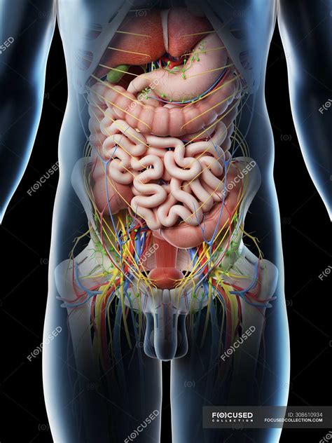 Male Abdominal Organs Midsection Digital Illustration Colon Nervous Stock Photo