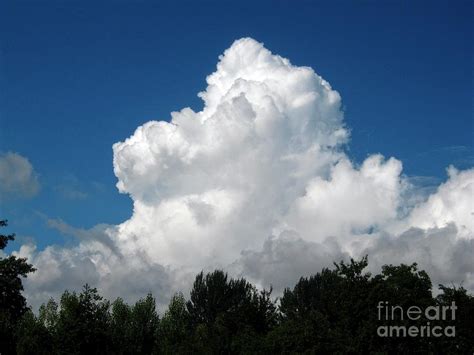 Cumulus Congestus Clouds Over Trees Photograph By Stephen Burtscience