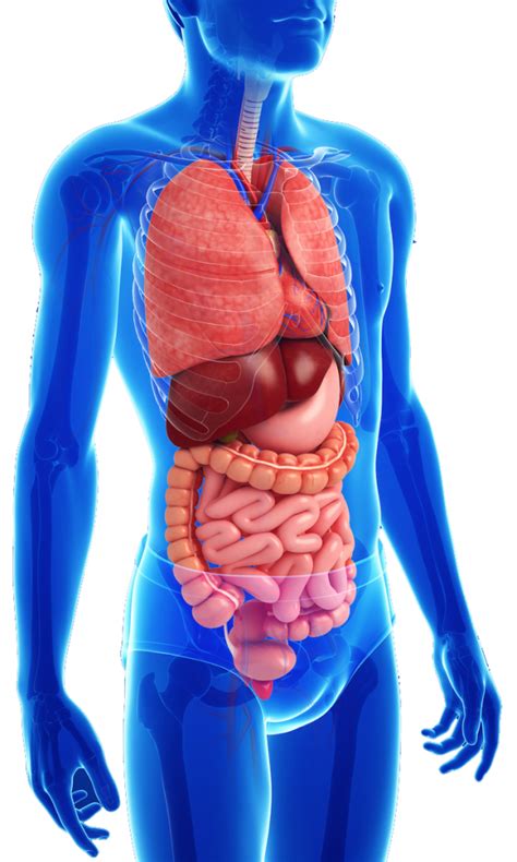 Abdominal anatomy, abdomen, gastrointestinal anatomy, gastrointestinal system. Child's Digestive System