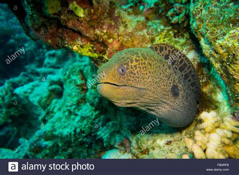 Giant Moray Eel Gymnothorax Javanicus In A Coral Reef South Red Sea
