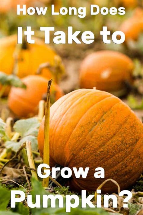 How Long Does It Take To Grow A Pumpkin