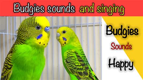 Budgies Singing Parakeet Sounds Budgie Sounds Budgies Chirping