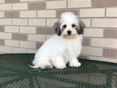 Havanese Puppies For Sale & Breeders in Cincinnati Ohio ...