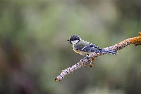 Premium Photo Cyanistes Caeruleus The Blue Tit Is A Species Of