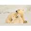 Polar Bear Family Hug  Smithsonian Photo Contest Magazine