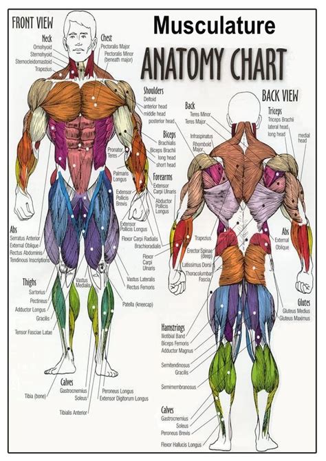 Anatomy Of The Human Body Appendix Human Anatomy Chart