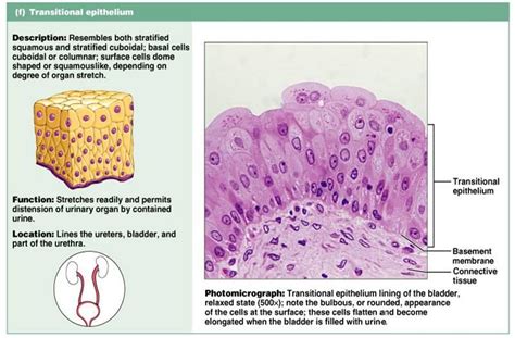 Epithelial Tissue Anatomy And Physiology 201 With