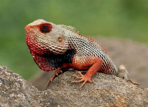 Indian Garden Lizard Lizard Reptiles And Amphibians Colorful Lizards