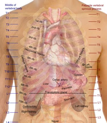 Rib Cage Anatomy With Organs Rib Cage Diagram With Organs Human