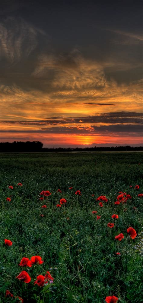 Poppy Fields At Sunset Wallpapers Wallpaper Cave