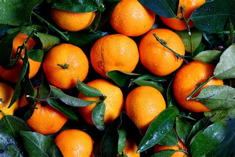 Free Images Clementine Mandarin Orange Rangpur Tangerine Natural
