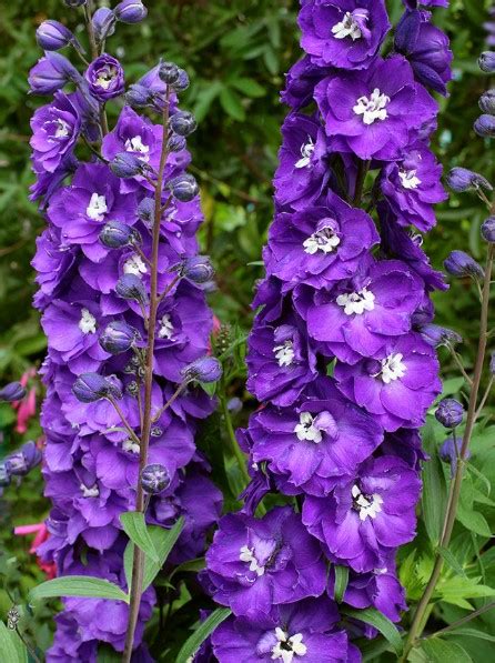 Purple used to be the colour of royalty and glamorous, they constantly cost so much money just to pick this colour. 34 Different Types of Purple Flowers for Your Garden ...