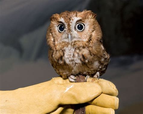 I Want A Pet Owl Hed Stay Up All Night With Me Baby Owls Cute