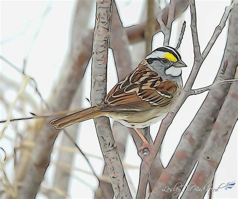 White Throated Sparrow By Lesley The Bird Nerd Birds Bird Animals