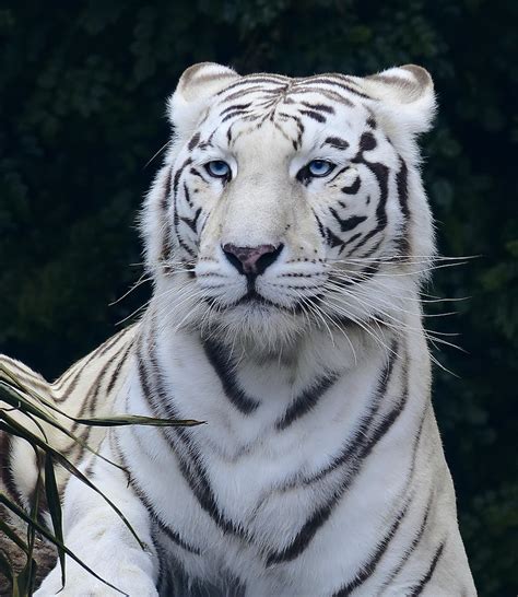 Blue Eyed White Bengal Tiger Photograph By Daniel Hagerman