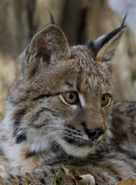 Lynx Nashville Zoo At Grassmere Big Cats Animals Wild Endangered