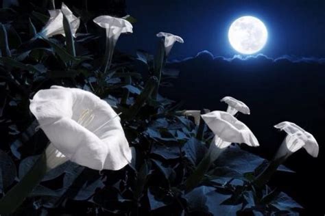 What Do You Need To Know About The Mysteriously Beautiful Moonflower