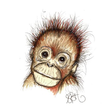 Orangutan Drawing Outline