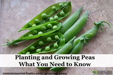 Planting And Growing Peas What You Need To Know