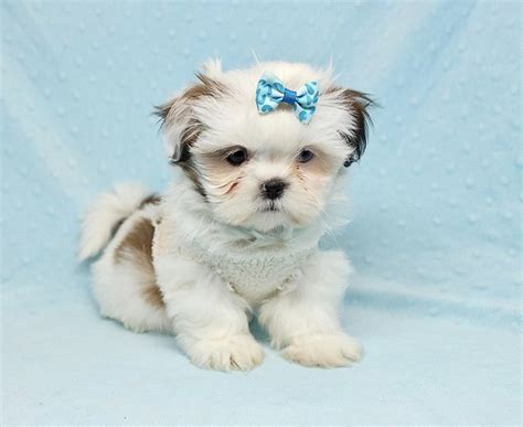 They are only a few hours old. Baby Doll - Teacup Shih Tzu Puppy has found a good loving home with Juan from Avondale, AZ 85392 ...