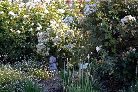 Create A Magical Moon Garden With Fragrant Flowers