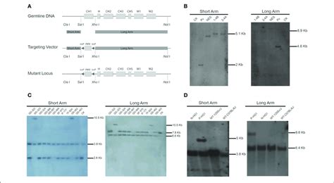 Construction Of The Targeting Vector And Generation Of The γ1 Ch1