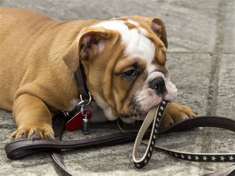 The french bulldog has fewer health issues than a pug, which makes it the perfect companion for. Beloved dog breed, English bulldogs, may disappear due to ...