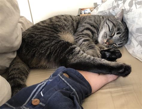 Sometimes my cat falls asleep while he’s attacking my hand. : r/Awww