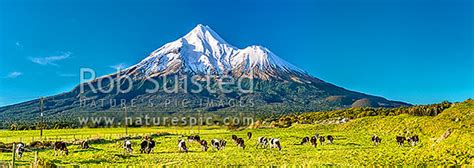 Mt Taranaki 2518m And Young Dairy Cattle Grazing Egmont National