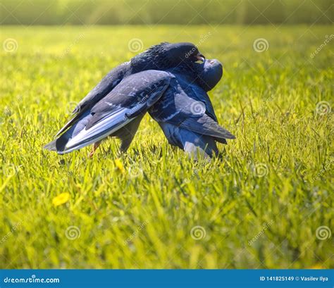 Couple Of Doves Kissing In A Meadow Stock Image Image Of Nature