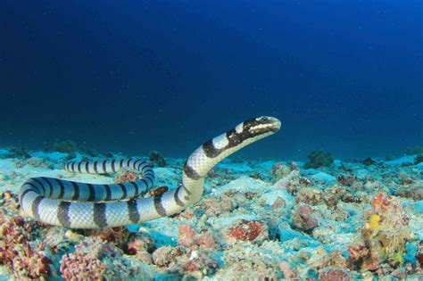 9 Gorgeous Snake Species Around The World