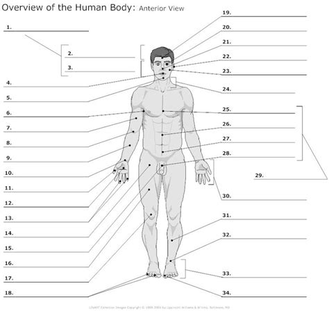 What causes pain in the right upper quadrant of the ribs? body regions clipart for ap 20 free Cliparts | Download ...