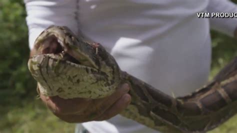 16 Foot Python Captured In Florida Everglades