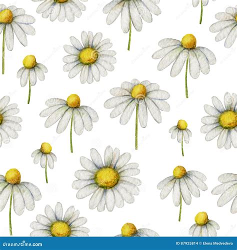 Watercolor Chamomile Seamless Pattern Of Flowers And Leaves Isolated On