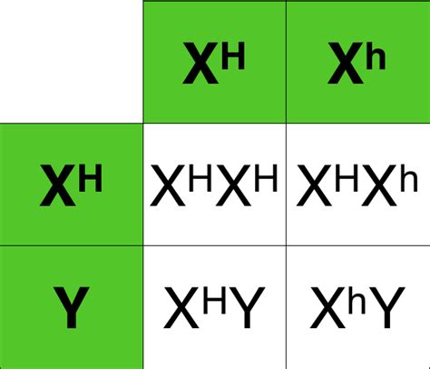 Hemophilia Punnett Square Tables Biological Science Picture Directory