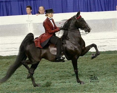 Mahvalous In Black At The American Saddlebred World Championship Horse