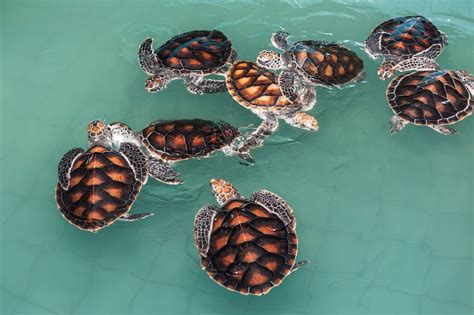 Worlds Smallest Most Endangered Sea Turtles Hatch For 1st Time In 75