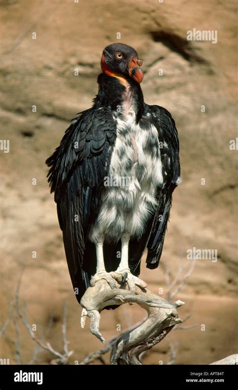 King Vulture Sarcoramphus Papa Southern Mexico Stock Photo Alamy