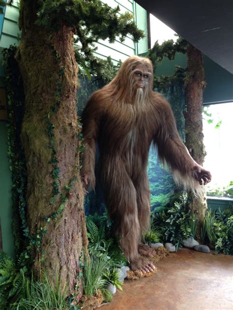 Bigfoot News Bigfoot Lunch Club Bigfoot Seen At Ripleys Believe It
