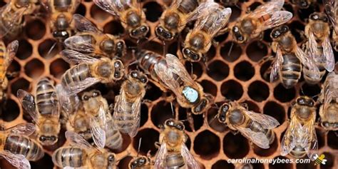 Amazing Queen Bee Facts Carolina Honeybees