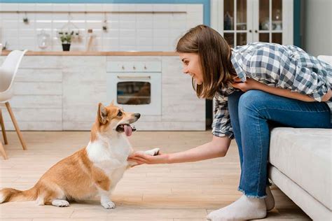 Are You Planning To Have Your Pet Living Inside Your Home Follow These