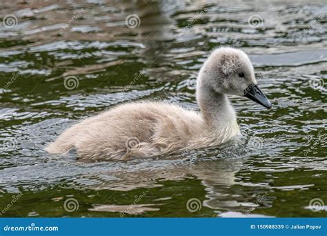 beautiful mute swan cygnetand chicks cygnus olor in nature stock image image of elegant neck