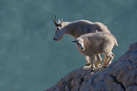 Mountain Goat Christopher Martin Photography