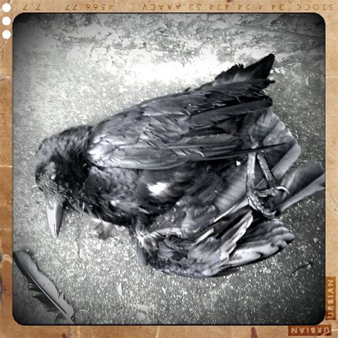 Pix Dead Crow Outside My Block Of Flats David Jackmanson Flickr