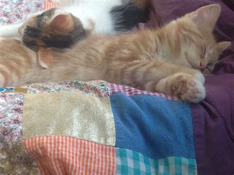 Jip And Janneke Sleeping Kittens Animals Gatos Cute Kittens