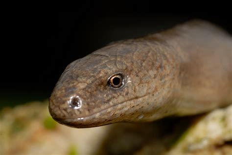 10 Amazing Facts About Caecilians Herpsupplies