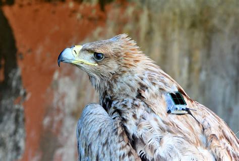 Spanish Imperial Eagle In Andalusia In 2018 And The First Satellite